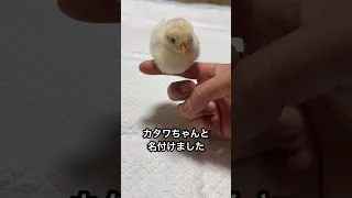 お前は悪い子に育つなよ