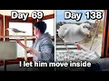 Feeding My Pet Seagull for 69 Days To Gain His Trust again