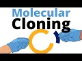 Molecular Cloning explained for Beginners