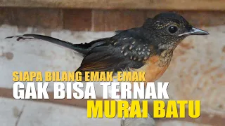 Download BU RIRIS BUKTIKAN, BAHWA EMAK-EMAK JUGA BISA TERNAK MURAI BATU! MP3