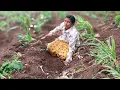 Download Lagu ऊस लावण्याचा शेवट झाला. रानात बसून दुपारचे जेवण केले.