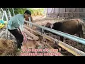 Download Lagu Mati Lagi Bayi Sapi Kami Dan Ada Lagi Korban Sapi Kecil Yang Di Paksa Kawin Sapi Besar 😭😭😭