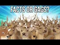 Download Lagu Zoologist Reviews Deer Tidbits from Shikanoko Nokonoko Koshitantan (My Deer Friend Nokotan)