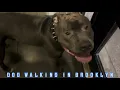 Dog Walking in Brooklyn