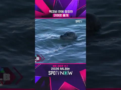 맥코비 만에 물개 등장 #Shorts #MLB