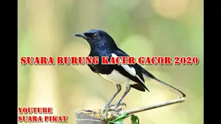 Download SUARA BURUNG KACER GACOR 2020 MP3