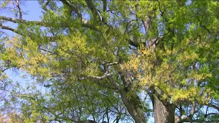 Explosive allergy season is here tracking high tree pollen in Central Virginia