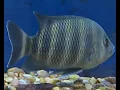 Humans are ingesting fish antibiotics to treat their own illnesses