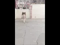 Download Lagu Running Slow-motion Like Wolf 🐾 #siberianhusky #shorts #wolf #trending