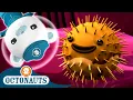 Download Lagu ​@Octonauts - The Porcupine Puffer Rescue Mission 🐡 | Series 2 | Full Episode 9 | Cartoons for Kids