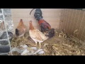 Pinnon Yellow legged hatch