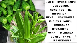 UMUTI WUMUGONGO IGIFU MUNGINGO NA INFECTION OKRA MURENDA GOMBO URAKIRA MUGIHE GITO  UMUTI WUMUGONGO IGIFU MUNGINGO NA INFECTION OKRA MURENDA GOMBO URAKIRA MUGIHE GITO