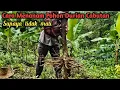 Lagu Cara Menanam Pohon Durian Cabutan