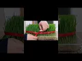 Download Lagu Happy NOWRUZ Everyone🏞 #shorts #youtubeshorts #trending #short #nowruz #persian #iran #chill