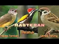 Download Lagu Masteran Guru Vokal Full Suara Burung Kapas Tembak, Pelatuk, Gereja  durasi panjang