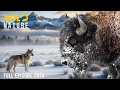 Download Lagu WILD YELLOWSTONE | Ruthless Predators and Majestic Wilderness | Nature animal documentary
