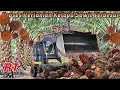 Download Lagu Pertanian Kelapa Sawit Modern Dari Indonesia Dan Malaysia