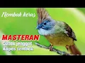 Download Lagu Masteran burung cucak jenggot suara super kasar