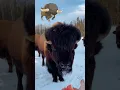 Real Pokemon