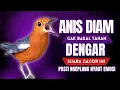 Download Lagu LANGSUNG NYAUT 10000 % ‼️ ANIS MERAH MACET BUNYI JIKA DENGAR SUARA INI PASTI NYAUT LANJUT GACOR | 47 MP3