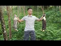 Download Lagu CEO leaves the city for the forest: Hunts wild rabbits, builds a kitchen - Interesting surprise!