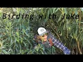 Birding with Jake - Mallard Ducks