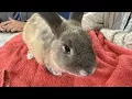 Furry Friends at 4 Ritz Cracker