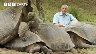 The Secret Lives Of Cold-Blooded Animals | BBC Earth | BBC Studios