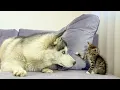 Download Lagu ⁠Tiny Kitten Attacks Giant Husky — What Happens Next Is Hilarious!