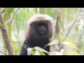 Nilgiri Langur | Wild Animal | Wildlife | Thattekad | Kerala
