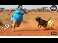 Download Lagu Try not to laugh😂😂😂 challenge level 20 extreme funniest videos #laugh #funny #comedy #funnyvideos