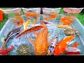 Lagu Unboxing ikan hias, ikan cupang, ikan mas koi, ikan guppy, ikan mas koki, ikan mas, ikan lele albino