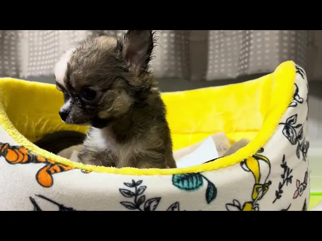 動画