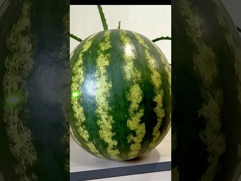 How to grow BUNNY SHAPED watermelons....