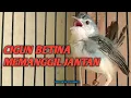 Download Lagu CIGUN BETINA MEMANGGIL JANTAN , MENAIKKAN BIRAHI CIGUN JANTAN JADI GACOR