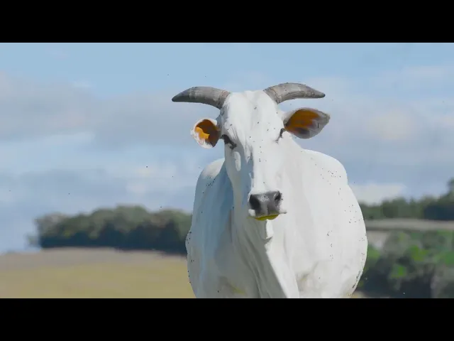 Matriz Nelore SGN - 1215