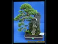 Download Lagu 15 Bonsai On the rock tercantik inspirasi buat pecinta bonsai,khususnya bagi pemula..#bonsai