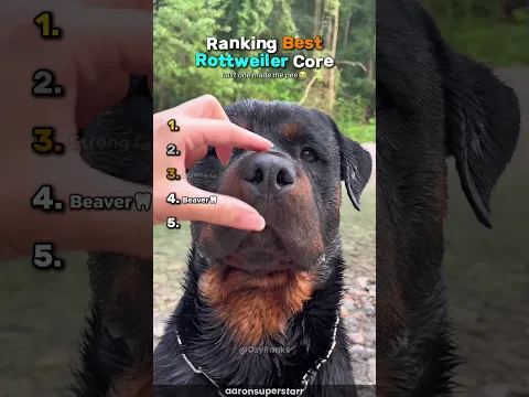 Ranking Best Rottweiler Core🥺 #usa