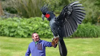 10 most expensive birds in the world you can buy