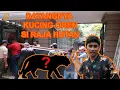 Download Lagu DATANGNYA KUCING OREN SI RAJA HUTAN KERUMAH GUE