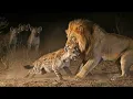 Download Lagu Hyena's keren zich tegen hun koningin... en gooien haar naar de leeuw