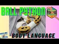 Ball Python Body Language