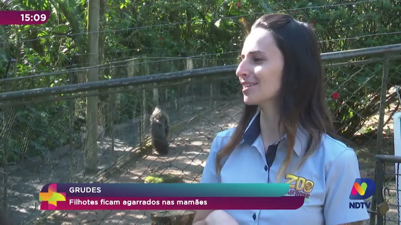 Tamanduás: conheça dois filhotes que nasceram em Pomerode