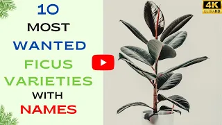 10 Most wanted Ficus Varieties with names Types of Ficus Plant Indoor Plants