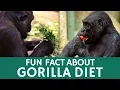 What Do Gorillas Eat Quick Facts about Diet Habits of These Giant Apes
