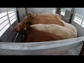 Download Lagu Große Lieferung 🐂🤠🐃