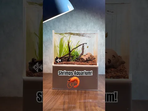 Unique Tiny Aquarium for My shrimp! #indianfishguy #fish #aquarium #shrimp #fishaquarium
