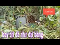 Download Lagu Nào Giờ Đi Bẫy Chim Quốc Mới Thấy Dính Được Con Quốc Đẹp Như Vậy # SĂN BẮT ĐỒNG THÁP #