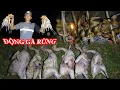 Download Lagu SĂN GÀ RỪNG MIỀN NÚI, VÀO ĐỘNG GÀ RỪNG TRÚNG ĐẬM - T1
