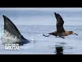 Shark vs Albatross Who Wins the Race Nature is Brutal